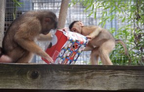 приматите столичния зоопарк получиха подаръци