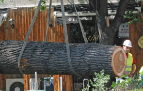 паднало дърво спря движението трамваи софия