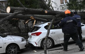 огромно дърво падна кола софия снимки