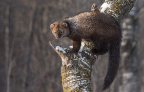 сащ появи животно смятано изчезнало два века