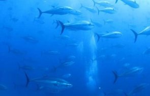 истинска сензация уловиха внушителна риба черно море снимка