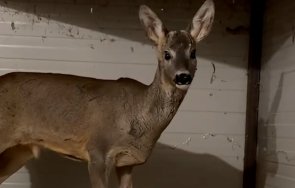 спасиха ранен сръндак приморско видео