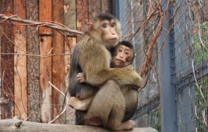 софийският зоопарк похвали новите попълнения 2025