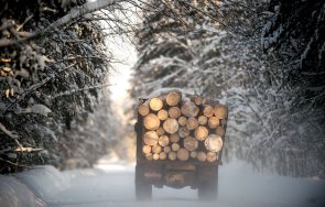 посред зима дървета изсечени незаконно землището врачанско село издирват бракониерите