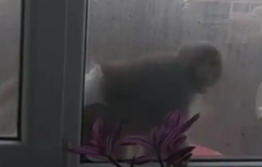 Маймуна по памперс се разхожда по первази и тераси в Люлин