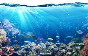 влезе сила глобалният договор опазване биоразнообразието открито море