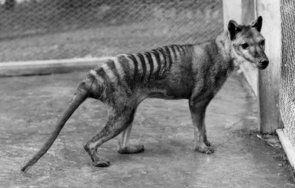 уникален пробив учен път върне тасманийския тигър