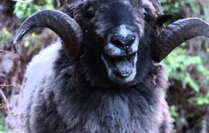 подивял коч рани тежко жена добринище транспортираха пирогов опасност живота