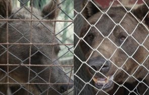 две мечки аржентина пристигнаха парка белица