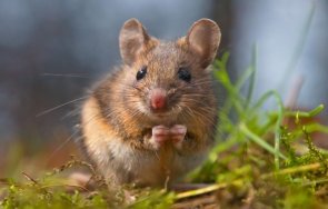 близкия изток учени откриха мишки стареят