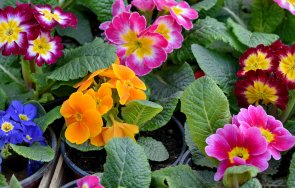 годишна жена задигна саксии цветя около 1000 евро несебър