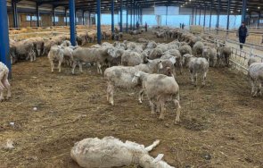 бабх напътствия правят стопаните смърт животно