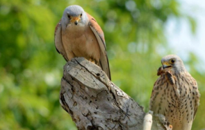 завърна нас първата белошипа ветрушка