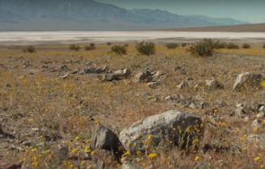 рядък феномен килим цветя покри горещото света