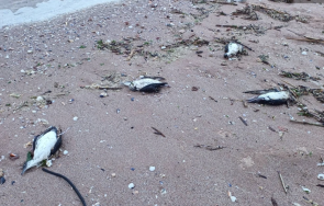 трупове измрели птици покриват плажовете север варна