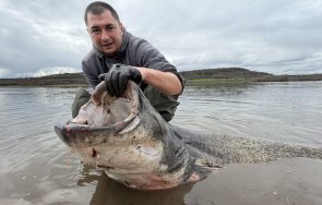 гигантски улов хванаха огромен сом близо язовир огоста снимки