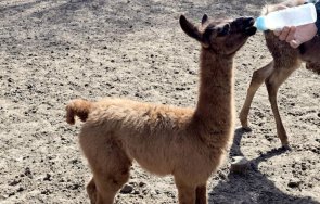 женско бебе лама роди зооцентъра добрич