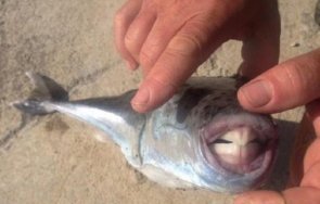 опасно хищна отровна риба появи южна гърция