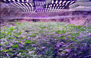 разкриха оранжерия канабис галерийна мина кюстендил снимки