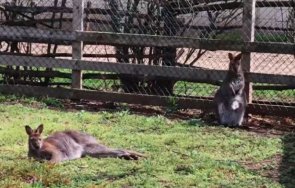 кенгуру албинос роди зооцентъра добрич