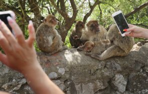 маймуните гибралтар започнаха ядат пръст заради вредната човешка