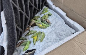 митничари иззеха какавиди тропически пеперуди гкпп капитан андреево