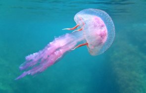 лилави медузи плъзнаха гърция опасни засечени