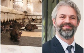 уикенда гнус плъхове плъзнаха варна благо коцев