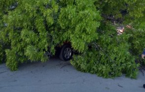 дървета паднаха четири коли шумен