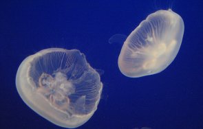 гърция нашествие медузи заради топлата морска вода