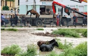 спастелна акция извадиха бедстващите коне придошлите води бели вит