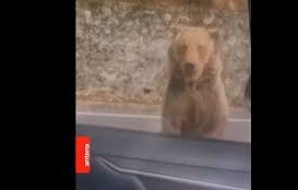 мечка нападна шеф бфс румъния разкъса ръката
