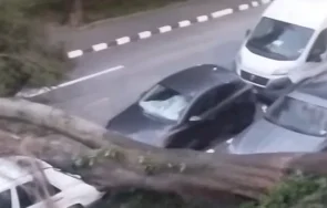 дърво смачка коли асеновград