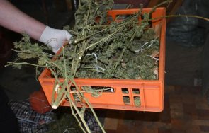 разкриха домашна плантация производство канабис снимки