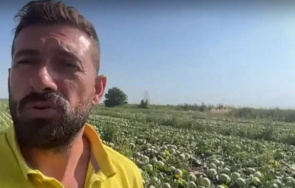 български фермери унищожават хиляди декари продукция