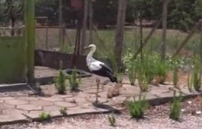 жители видинско село спасиха бебе щъркел