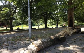 огромно изгнило дърво разцепи падна близо софийския университет снимки