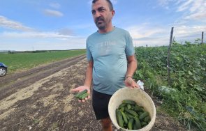 земеделци хасковско протест изкупуват корнишоните безценица