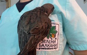 помогнете бързолет беда