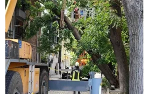 косъм трагедия дърво падна жилищна кооперация пловдив
