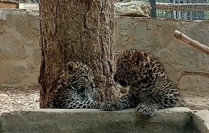 близнаци леопардчета новите обитатели зоопарк стара загора