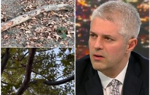 екшън позиция падналите дървета варна управлението кмета коцев ппдб вече буквално опасно живота здравето хората