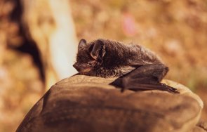 прилеп одраска французин уби