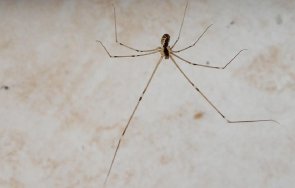 убивайте паяк вкъщи отърве отровни гости