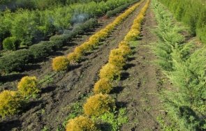 засаждат 600 дръвчета ямбол