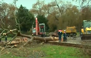 бурята събори дърво морската градина варна