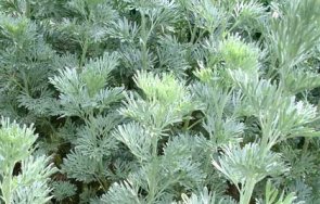 пробив откриха чудодейно растение коронавируса