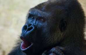 две горили зоопарка сан диего коронавирус