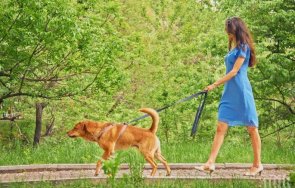 тарикатлъци жена изведе гаджето кучешки повод заобиколи локдауна