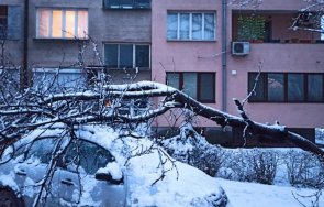 снежен видин дървета изпопадаха целия град снимки